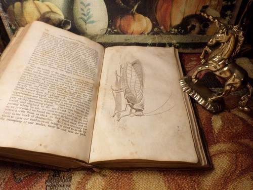 Authentic narrative the - of,